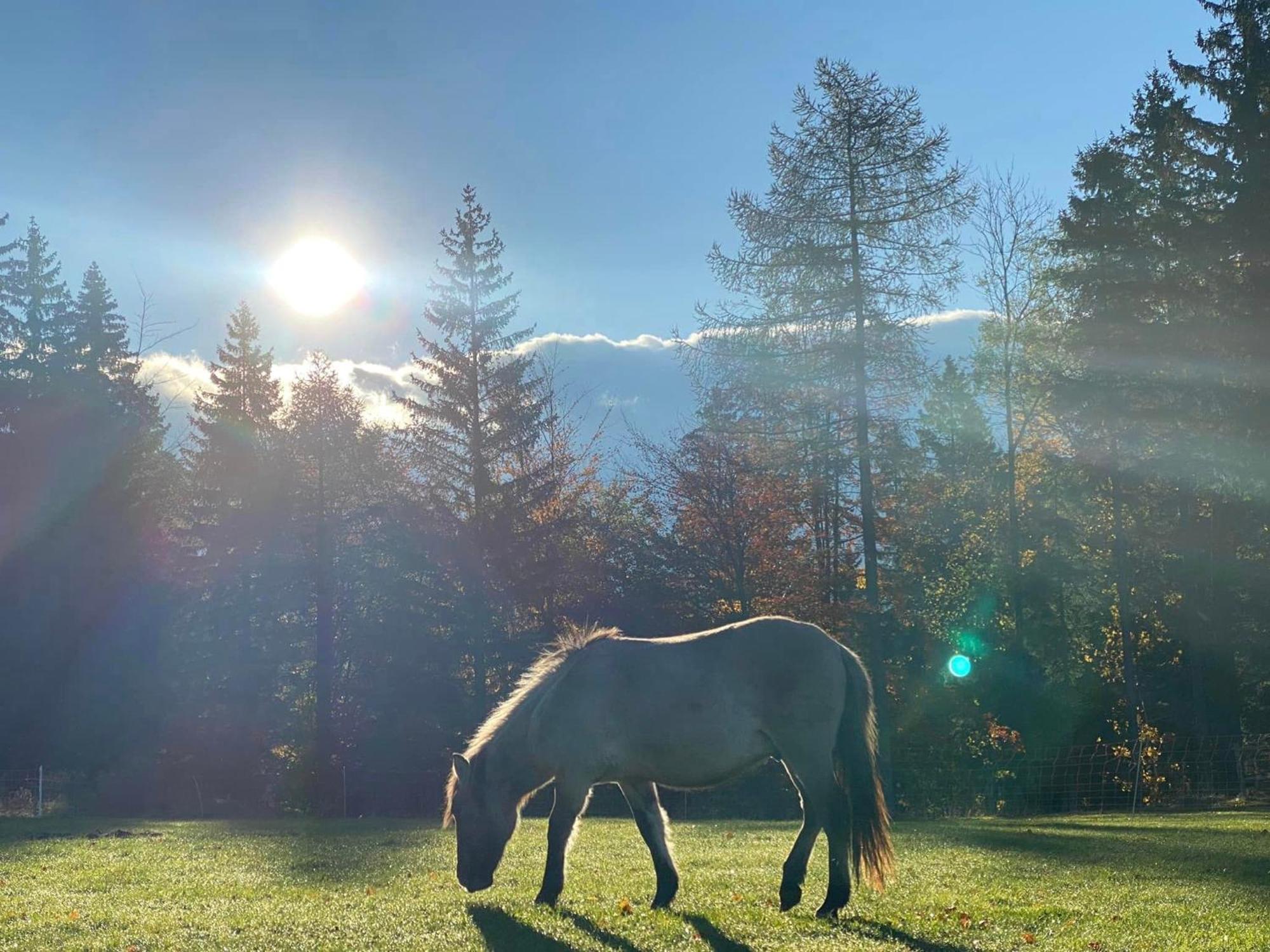 Gosciniec Janowa Gora - Agroturystyka Stronie Śląskie Zimmer foto